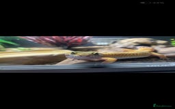 Gecko reptiles for sale: Beautiful Leopard Gecko - Image 2