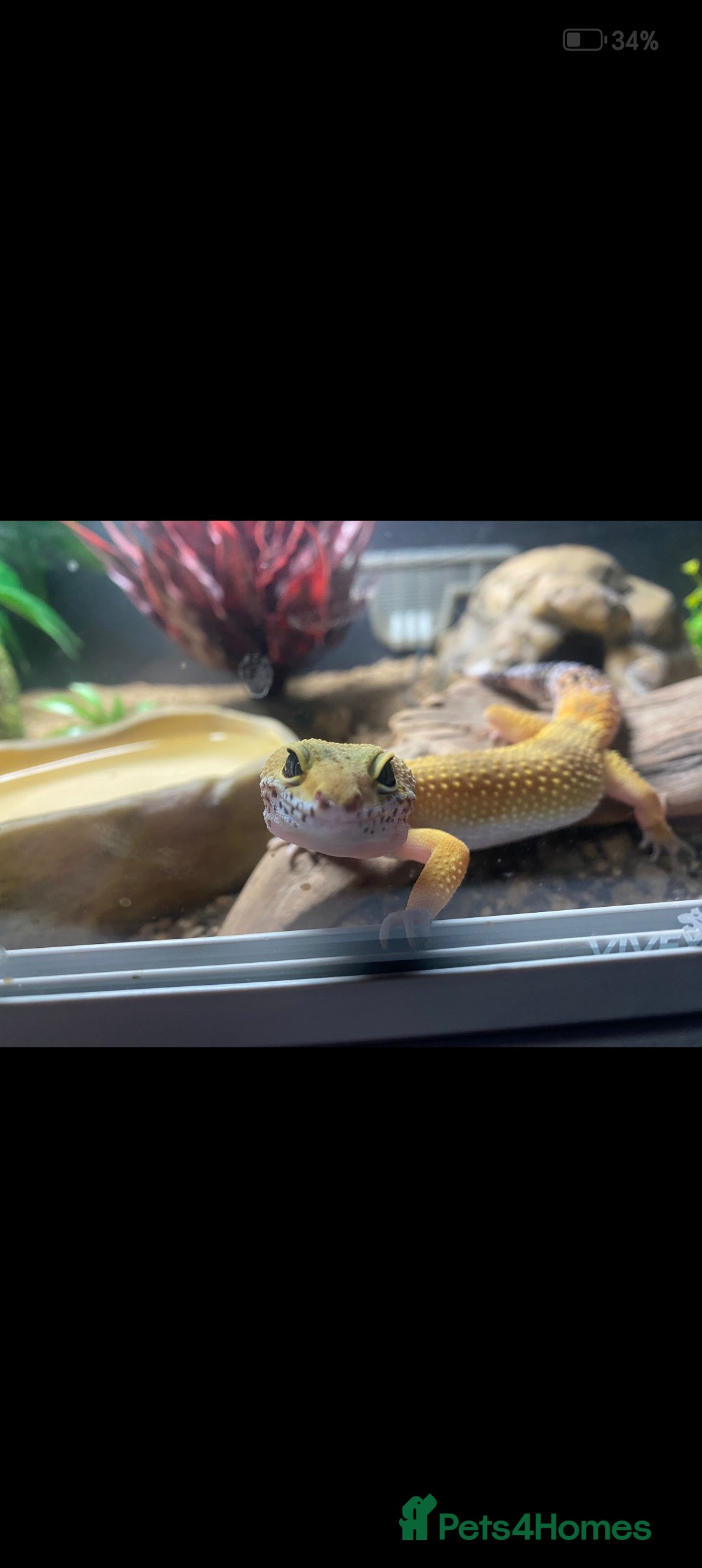 Gecko reptiles for sale: Beautiful Leopard Gecko - Image 2