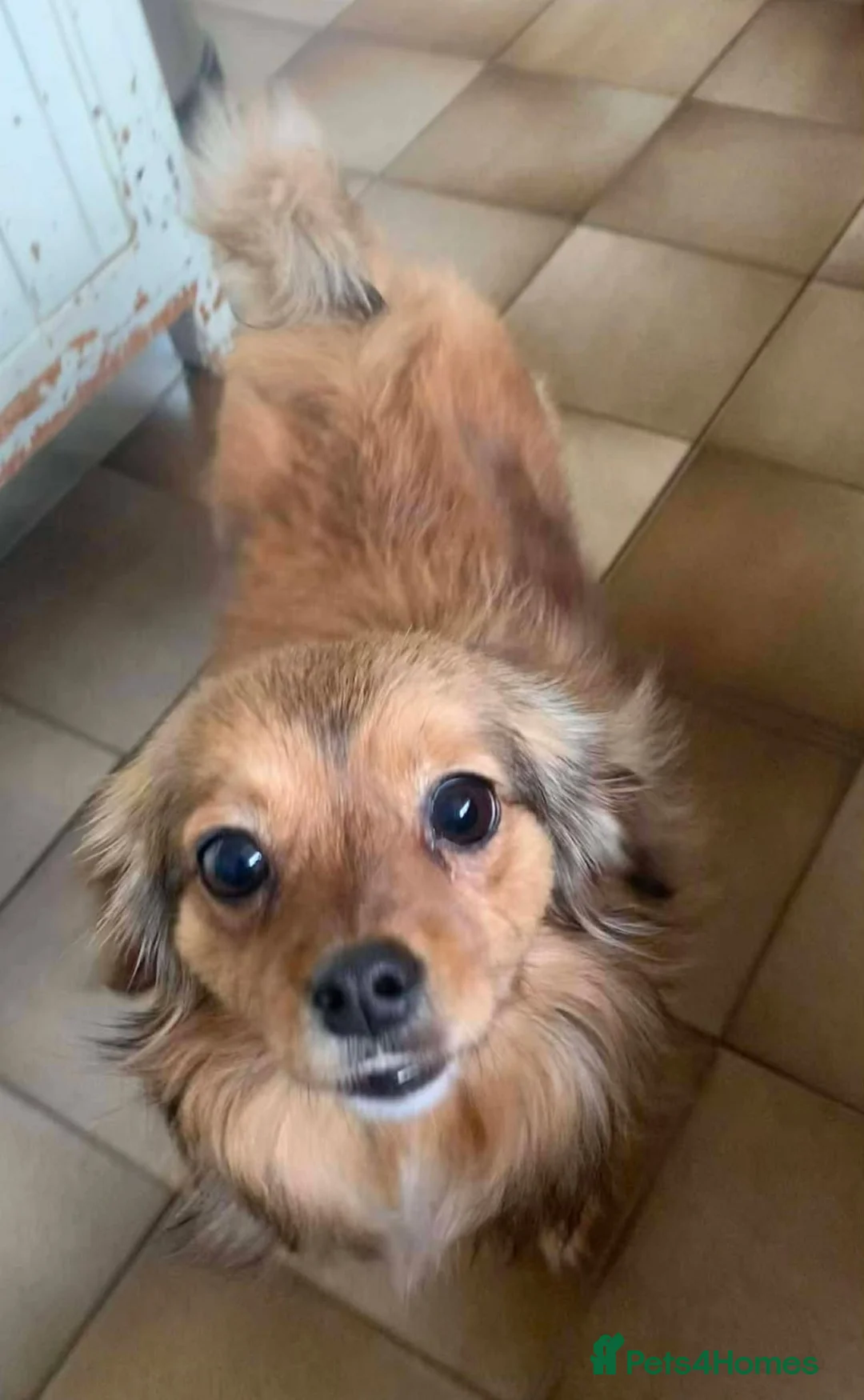 Mixed Breed dogs for adoption: ANA - FOR ADOPTION  - Advert 2