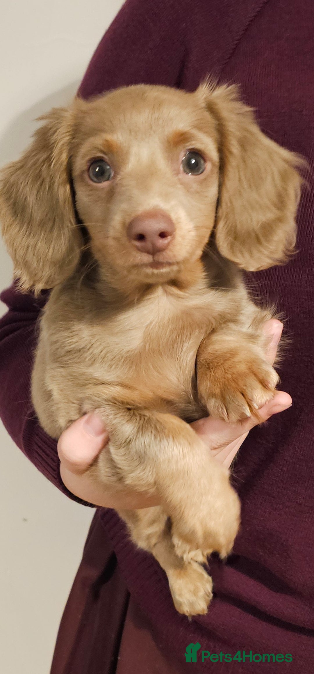 Miniature Dachshund dogs for sale: Isabella & Tan Long Haired Miniature Dachshunds - Advert 1