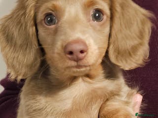 Miniature Dachshund dogs Isabella & Tan Long Haired Miniature Dachshunds - Advert 1
