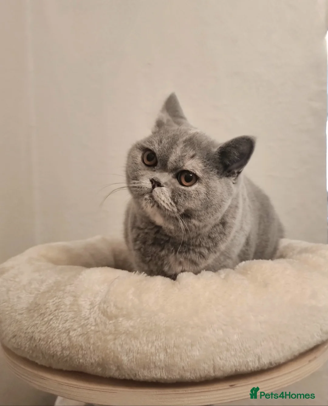 British Shorthair cats for sale: Spayed Blue Tortie Female Kitten in Leicester - Advert 2