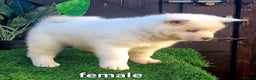 Akita dogs for sale: Akita pups  in Sunderland - Advert 5