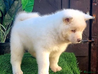 Akita dogs Akita pups in Sunderland - Advert 2