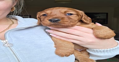 Cocker Spaniel dogs - Advert 6