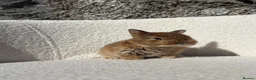 Mini Lop rabbits for sale: Beautiful mini lop cross Netherland dwarf - Advert 3