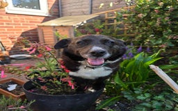 Mixed Breed dogs for adoption: Pepper for adoption - Image 4