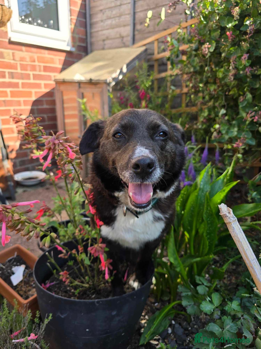 Mixed Breed dogs for adoption: Pepper for adoption - Image 4