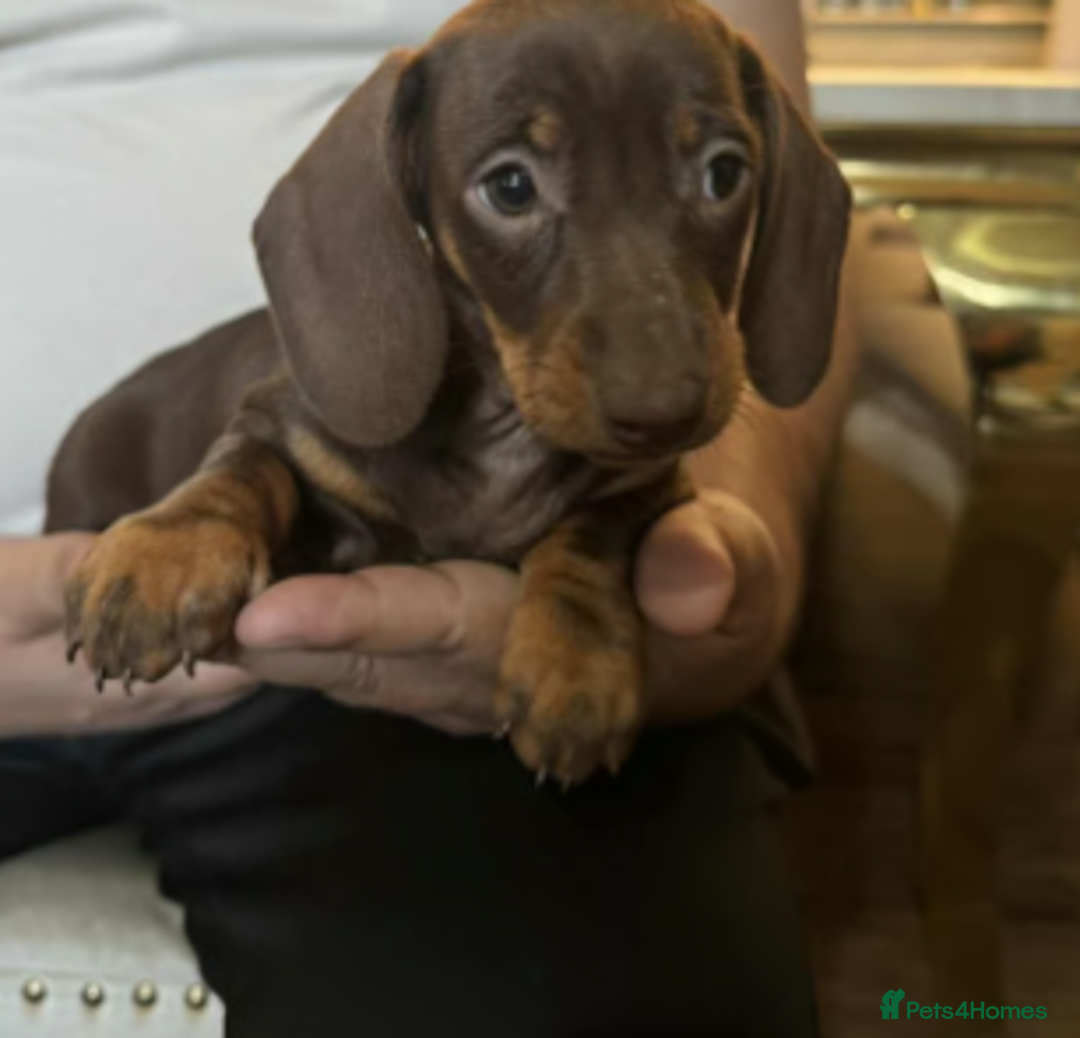 Miniature Dachshund dogs for sale: Adorable Mini Dachshund Puppies for Loving Homes - Image 2