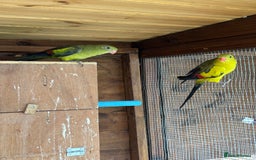 Parrots birds for sale: Rare opportunity Rock pebbles pair for sale - Image 1