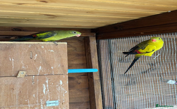 Parrots birds - Advert 1