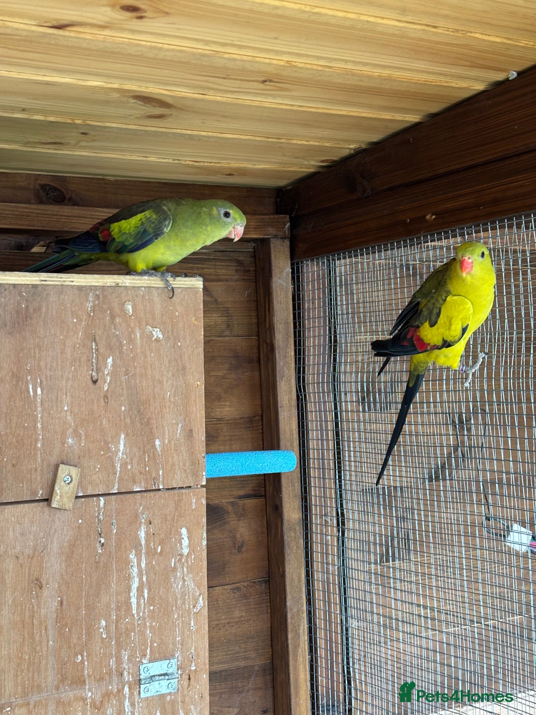 Parrots birds for sale: Rare opportunity Rock pebbles pair for sale - Image 1