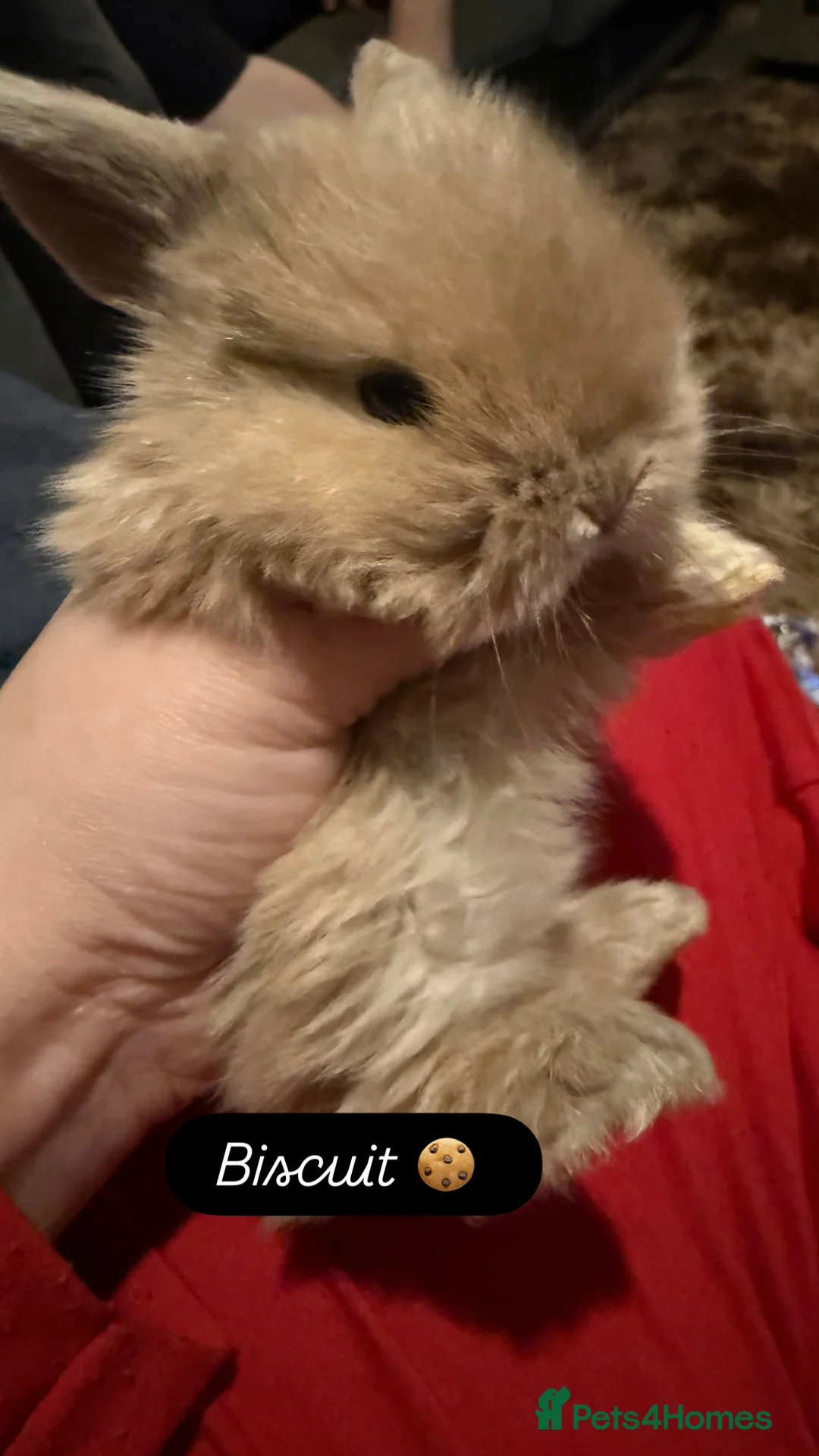 Mini Lop rabbits for sale: Gorgeous Mini Lops  - Advert 1