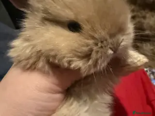 Mini Lop rabbits Gorgeous Mini Lops - Advert 2