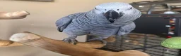 Parrots birds for sale: Healthy Congo African Grey Parrots in Warrington - Advert 3