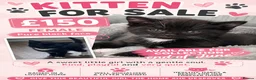 Domestic Shorthair cats for sale: Kittens  in Inverkeithing - Advert 6