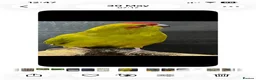 Parrots birds for sale: Lush baby kakaraki  - Advert 7