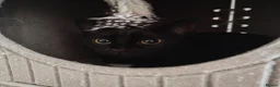 Domestic Shorthair cats for sale: Bonded pair of indoor girl cats - together only - Advert 13