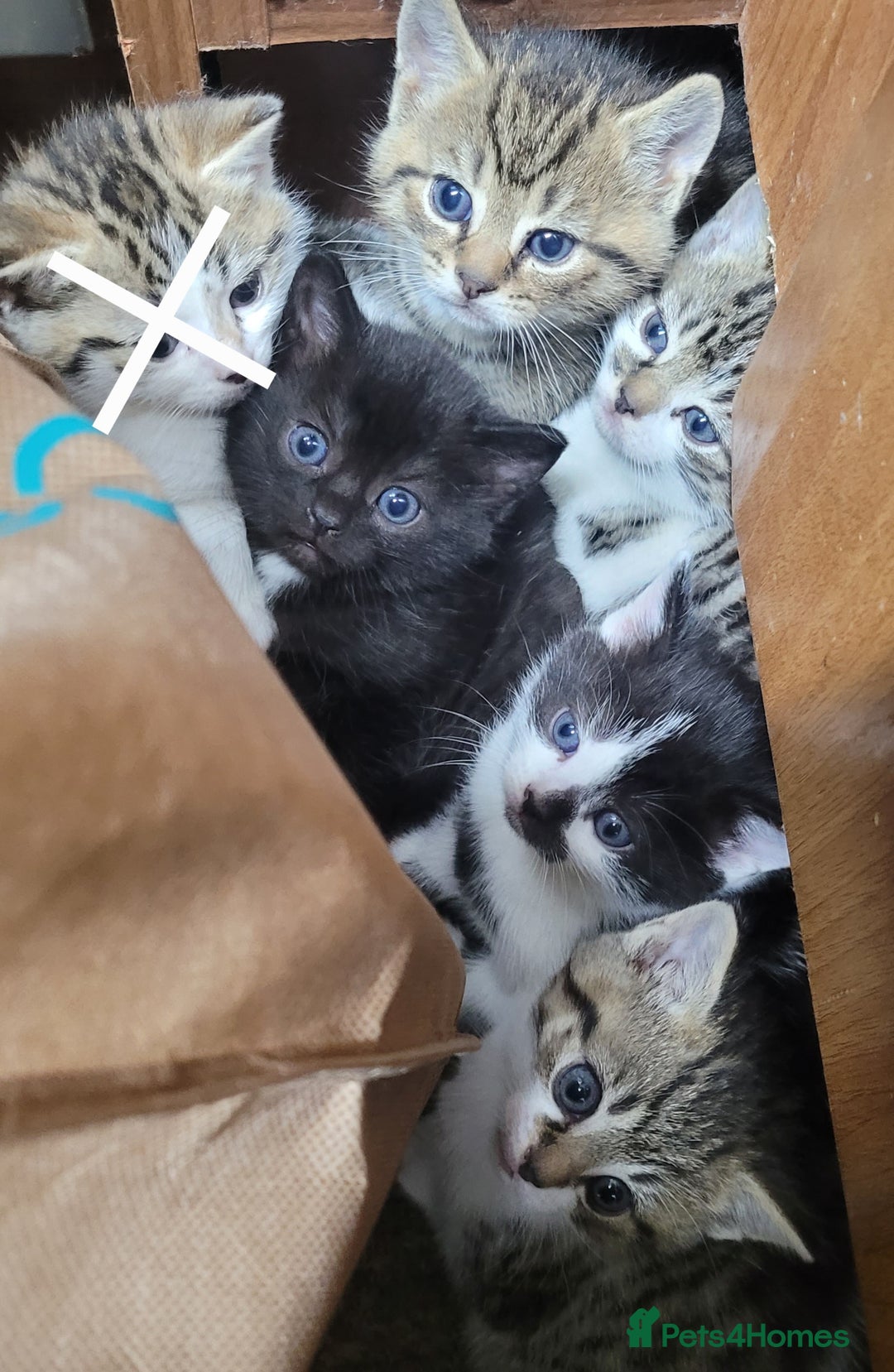 British Shorthair cats for sale: Adorable Fluffy 5x Shorthair Kittens *urgent sale - Image 2