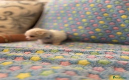 Maltese dogs for sale: Tiny kc registered maltese Korean boys  - Image 32