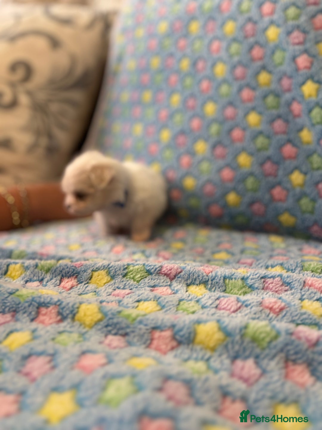 Maltese dogs for sale: Tiny kc registered maltese Korean boys  - Image 32
