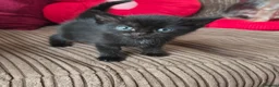 Mixed Breed cats for sale: 2 Beautiful Kittens ready for their forever home - Advert 8