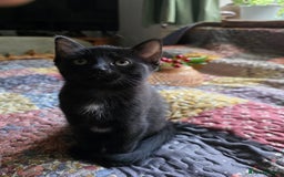 Ragdoll cats for sale: Beautiful Ragdoll X kittens - Image 8