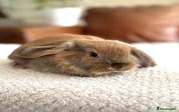 French Lop rabbits for sale: RESERVATIONS OPEN - Beautiful Baby French Lops - Image 8