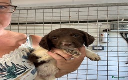 English Springer Spaniel dogs for sale: Springer Spaniel Puppies Ready to go - Image 5