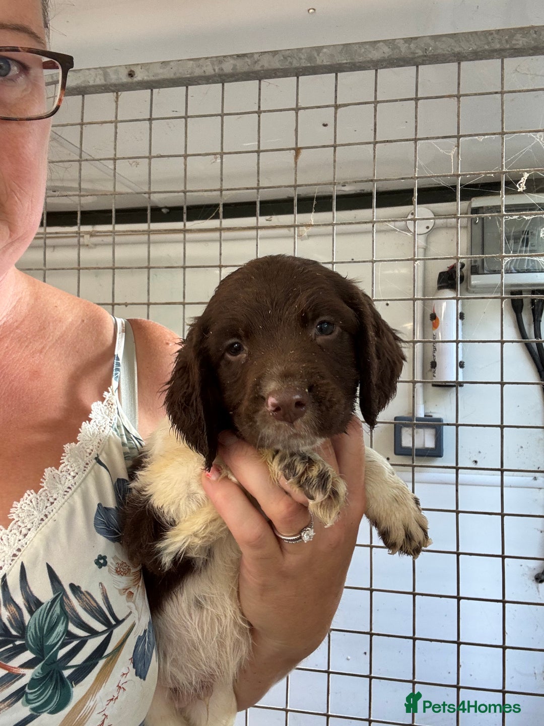 English Springer Spaniel dogs for sale: Springer Spaniel Puppies Ready to go - Image 5