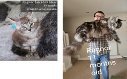 Maine Coon cats for sale: HIGH SILVER EHITE  GIRL ✨TICA REG BREEDER - Image 22