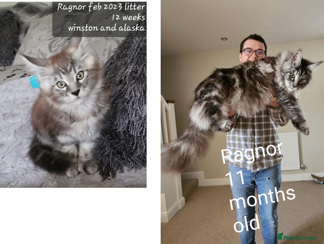 Maine Coon cats for sale: HIGH SILVER EHITE  GIRL ✨TICA REG BREEDER - Image 22