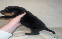 Rottweiler dogs for sale: Stunning Rottweiler puppies  - Image 8