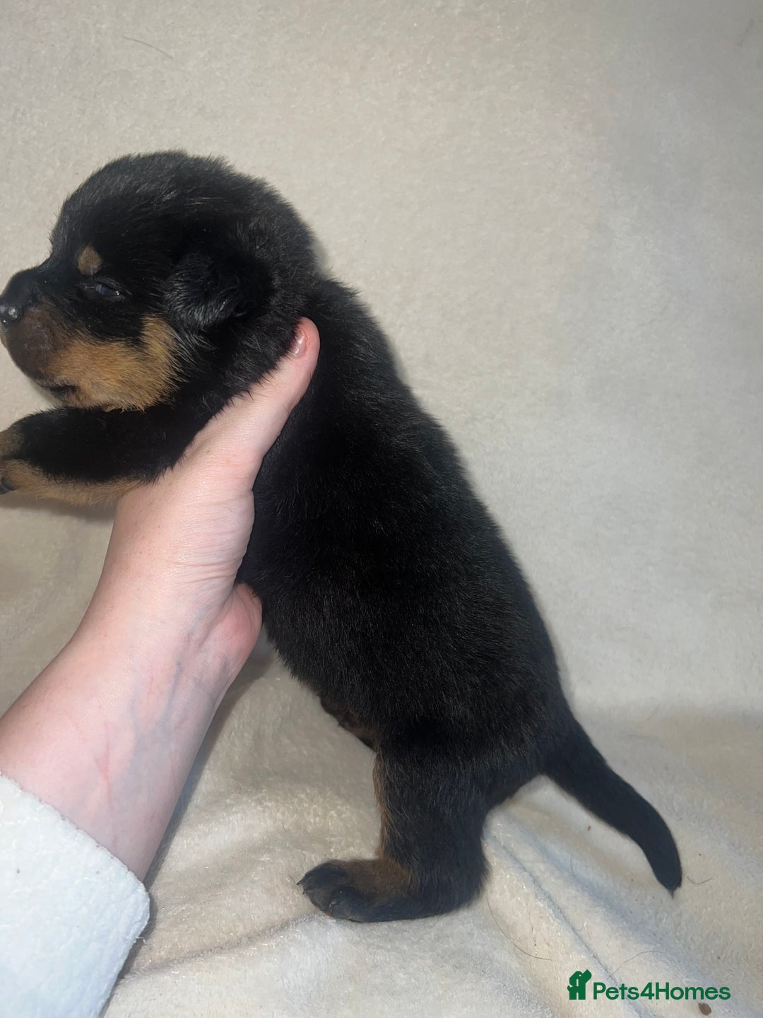 Rottweiler dogs for sale: Stunning Rottweiler puppies  - Image 8
