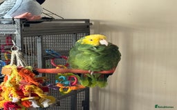 Parrots birds for sale: Yellow headed Amazon  - Image 4
