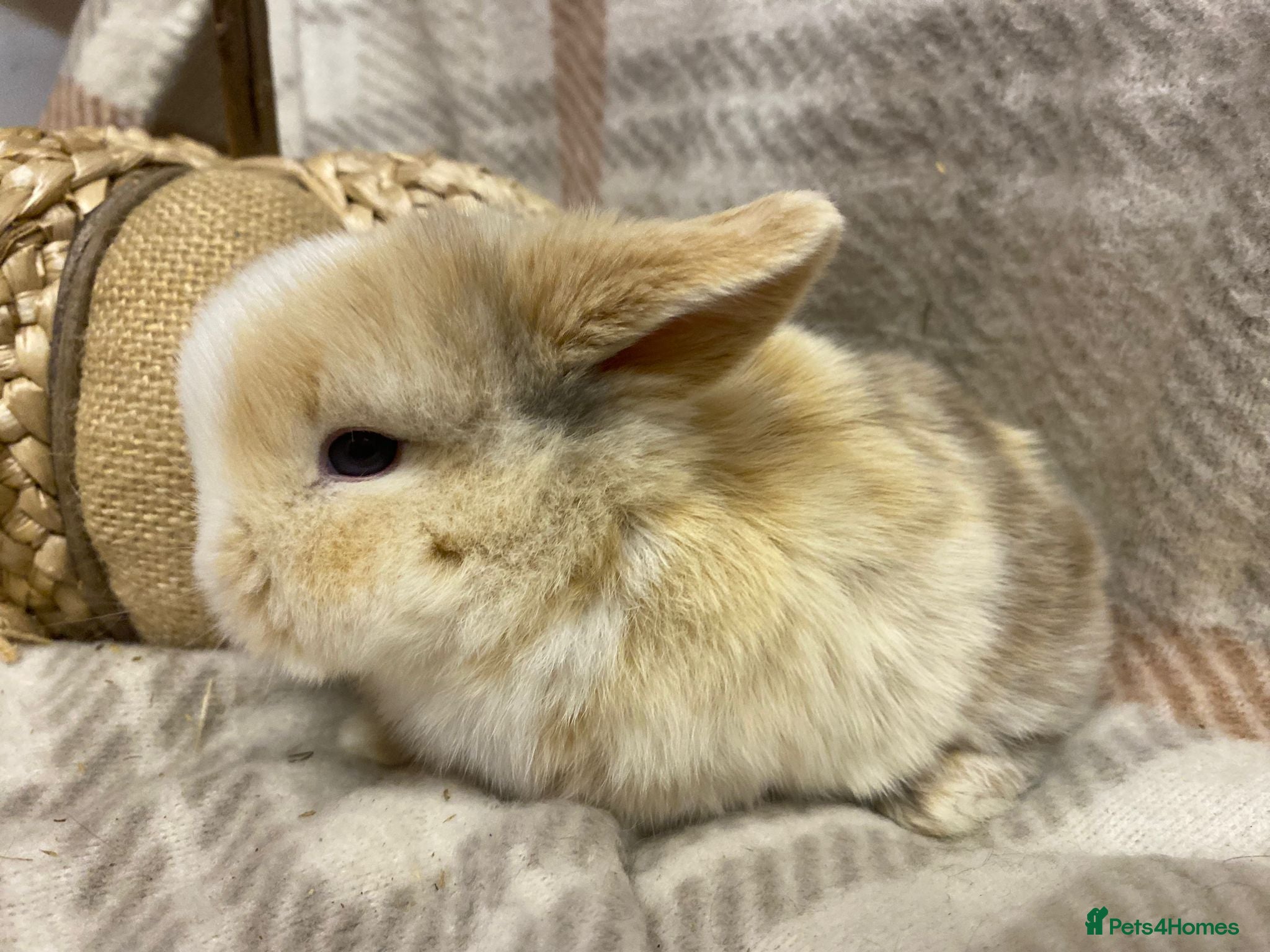 Mini Lop rabbits Mini lops boys - Advert 4