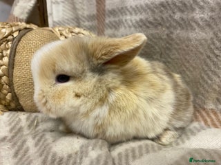 Mini Lop rabbits Mini lops boys - Advert 1