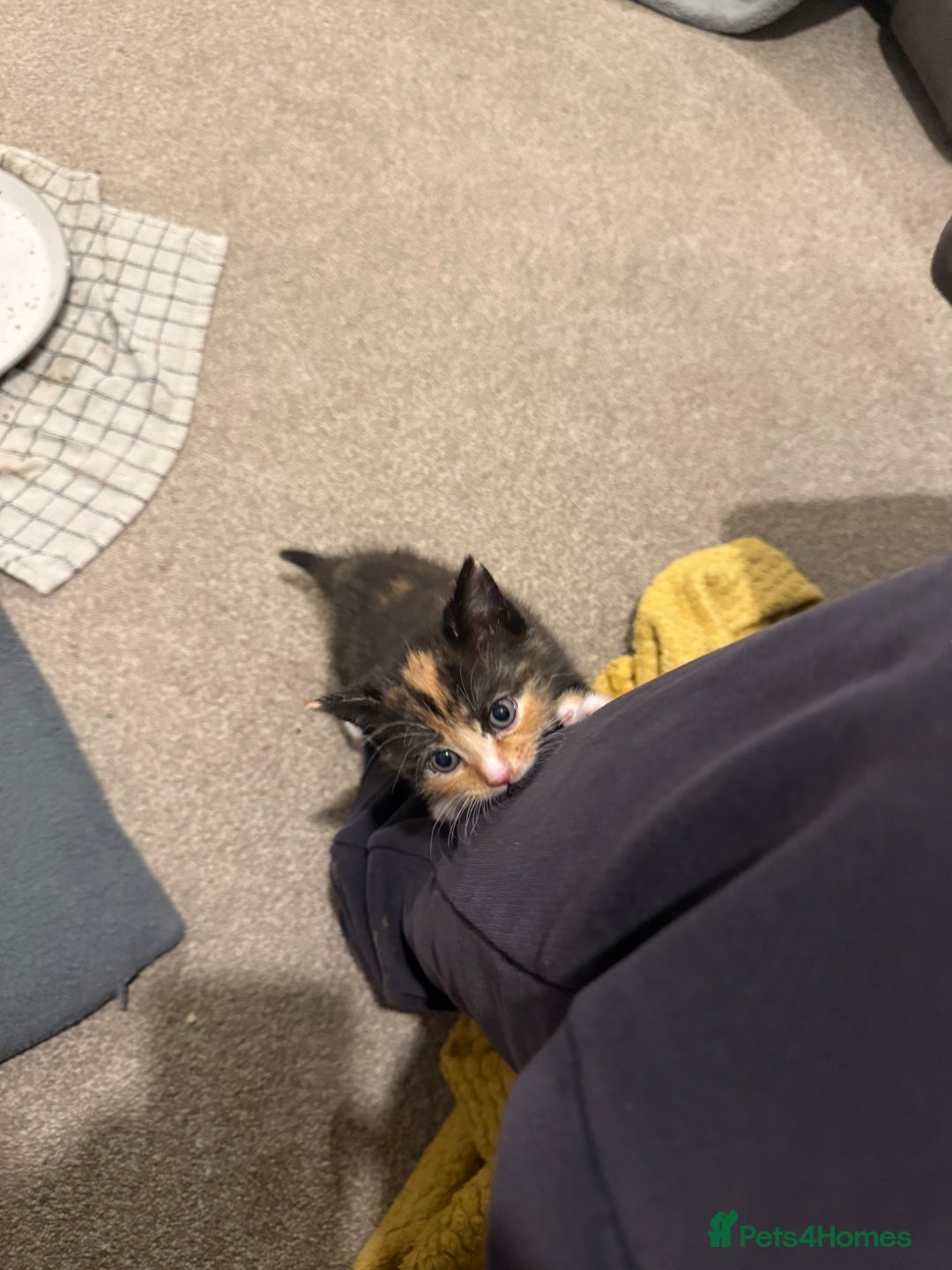 Mixed Breed cats for sale: 🤩🤩 10 beautifull fur babies 🤩🤩 - Advert 26