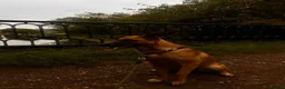 Belgian Shepherd Dog dogs for stud: STUD WANTED  - Advert 3