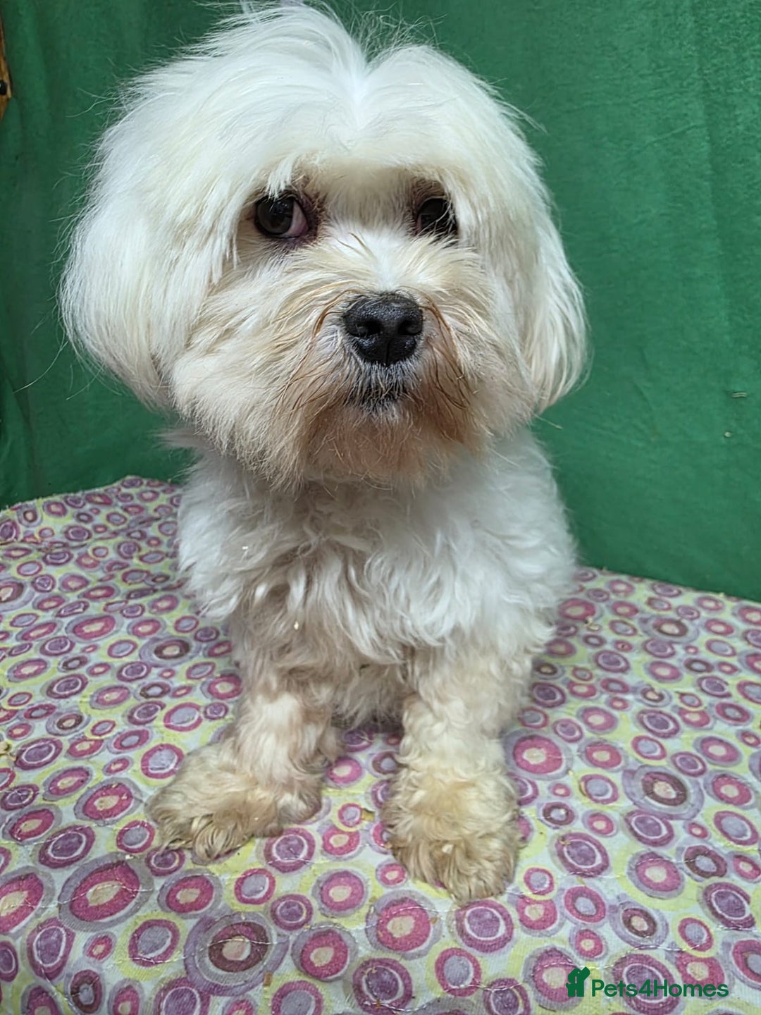 Maltese dogs for adoption: MIMI – Maltese (Female) - Advert 2