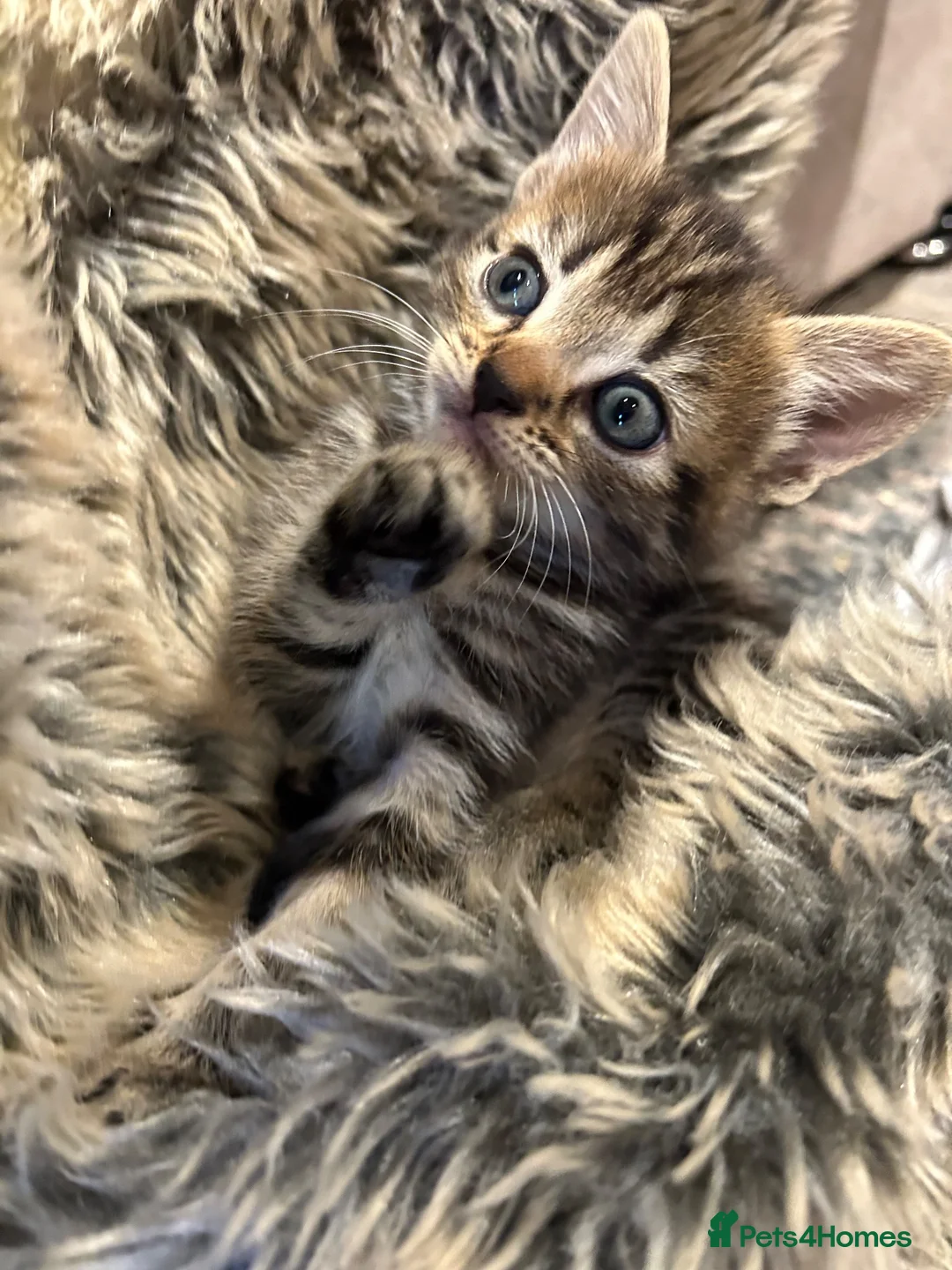 Mixed Breed cats for sale: Four beautiful mixed breed kittens - Advert 18
