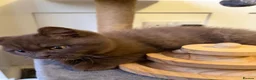 British Shorthair cats for sale: Chocolate Brown BSH male for sale  - Advert 2