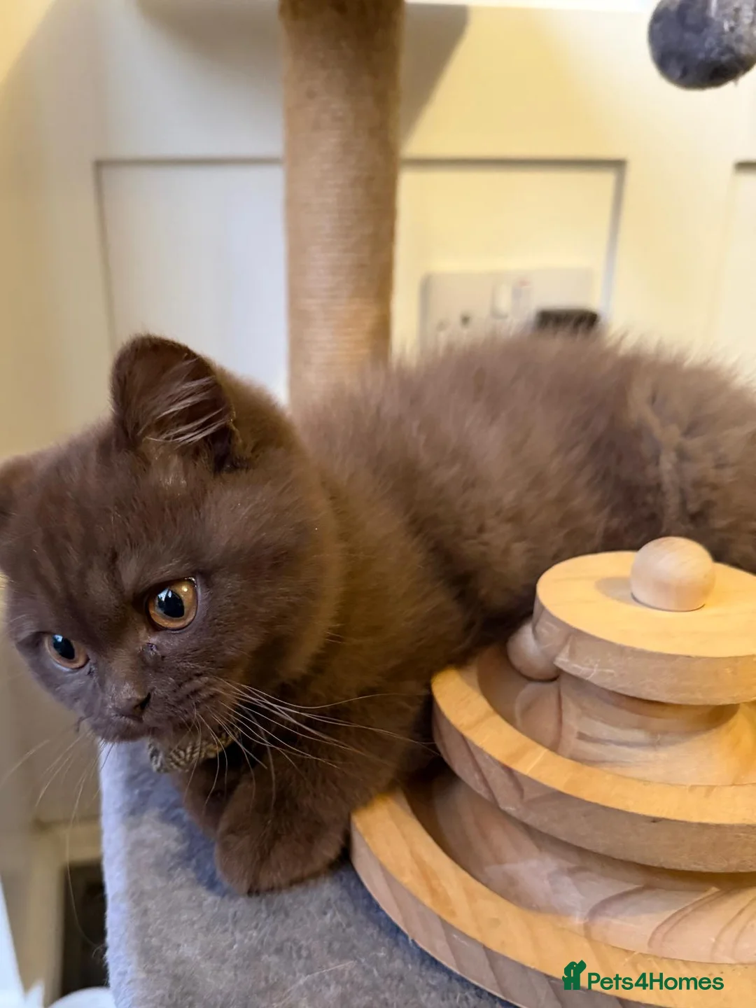 British Shorthair cats for sale: Chocolate Brown BSH male for sale  - Advert 2