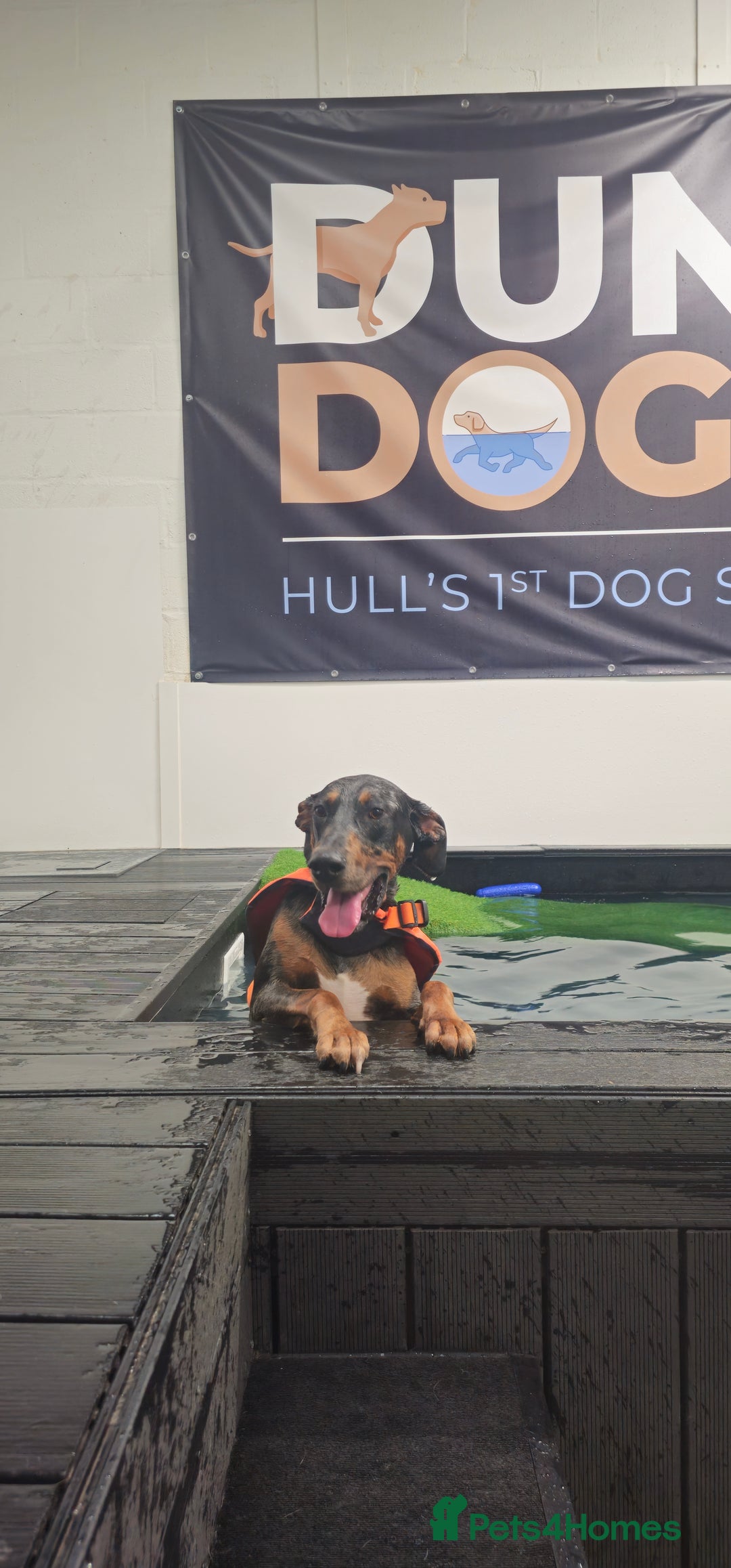 Mixed Breed dogs for sale: Beautiful male doberman  - Advert 12