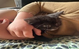 Mixed Breed cats for sale: Beautiful little boys - Image 4