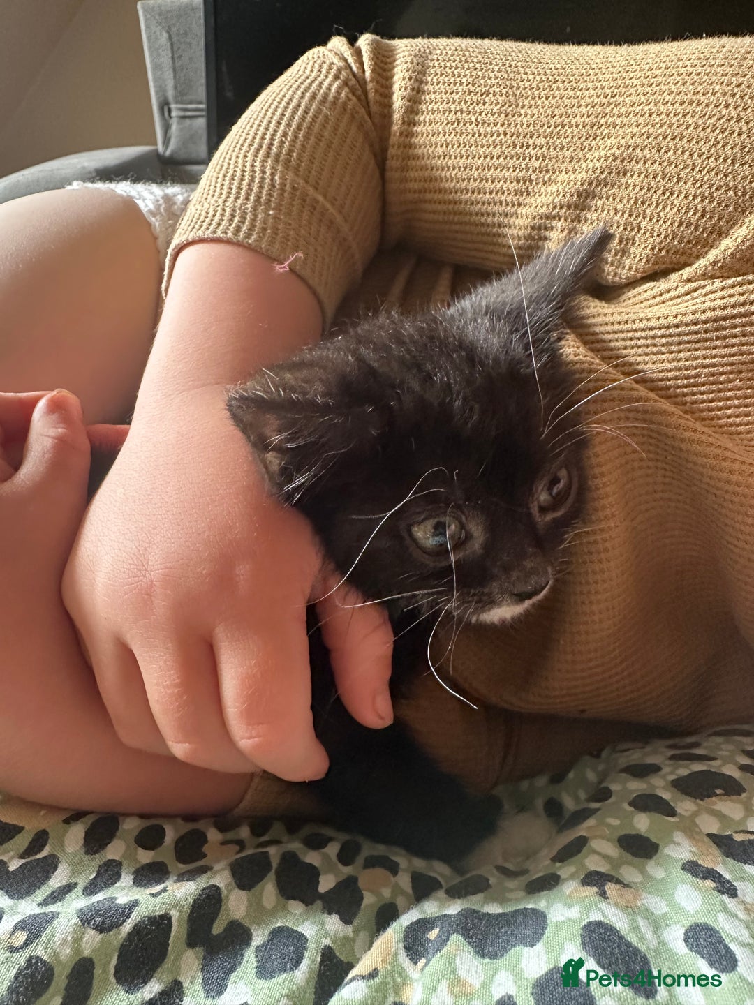 Mixed Breed cats for sale: Beautiful little boys - Image 4