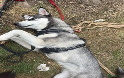 Siberian Husky dogs for sale: Siberian husky female very friendly - Image 4