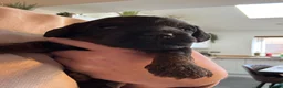 Cockapoo dogs for sale: Miniature f1 cockerpoo’s  - Advert 23