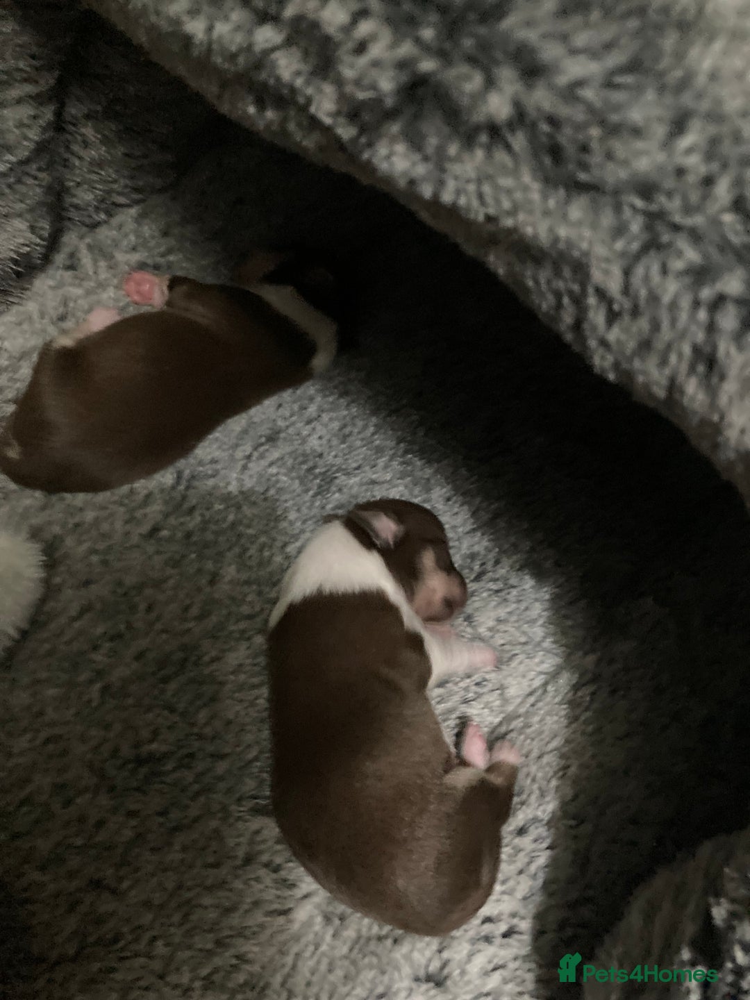 Chihuahua dogs for sale: 4 chihuahua  **  babys - Advert 4