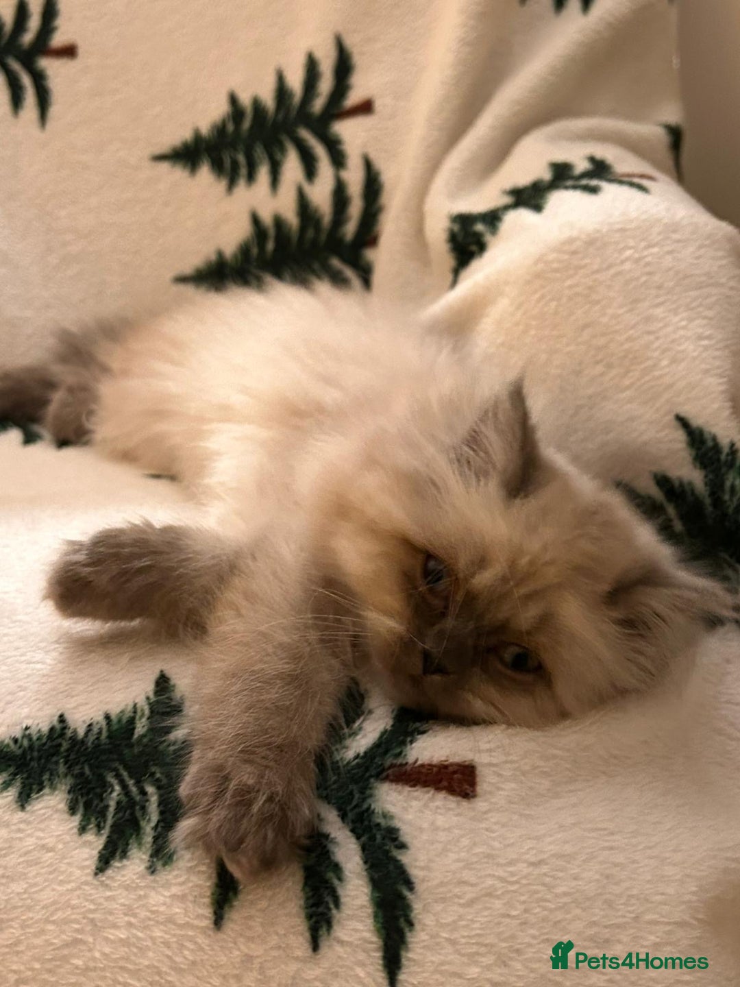 Persian cats for stud: 💕Simply Stunning Bailey💕PKD neg tested Persian  - Advert 8